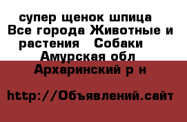 супер щенок шпица - Все города Животные и растения » Собаки   . Амурская обл.,Архаринский р-н